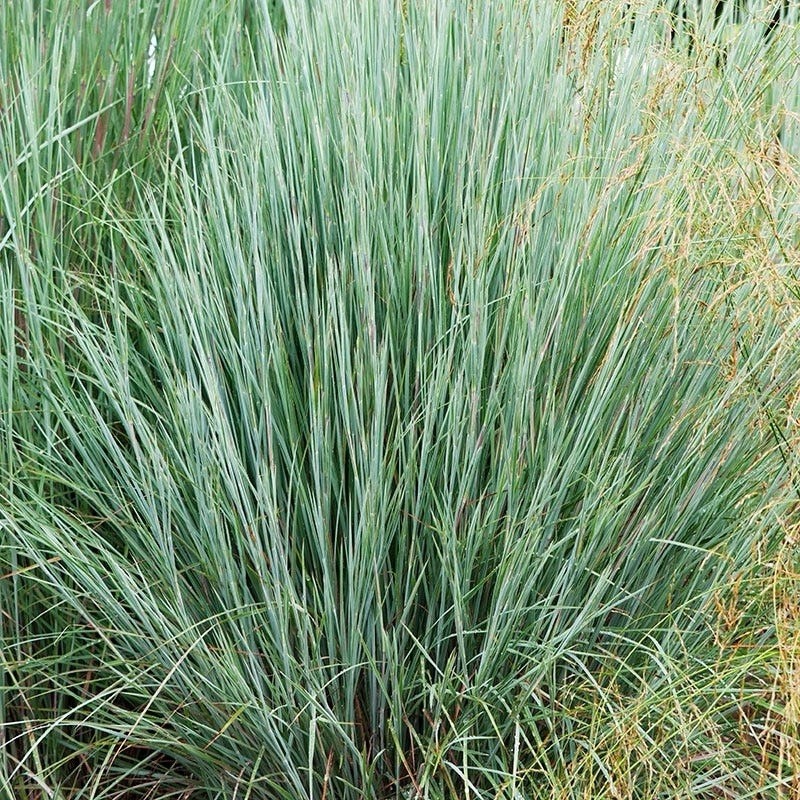 LIVE PLANT Little Bluestem Grass Schizachyrium scoparium (One Gallon pot)