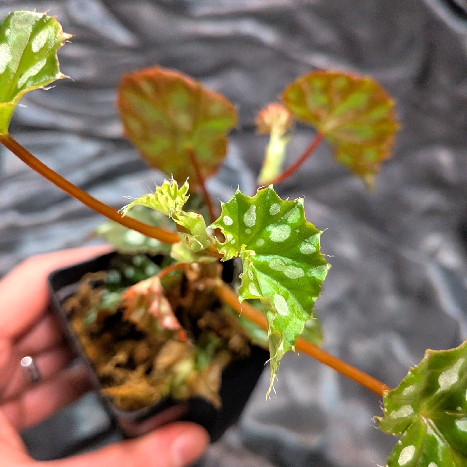 Begonia jiewhoei; Uncommon cane begonia; 3-4″ planter