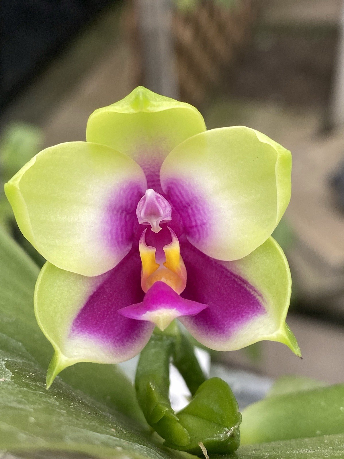 Original Phal Phalaenopsis species bellina-FRAGRANT