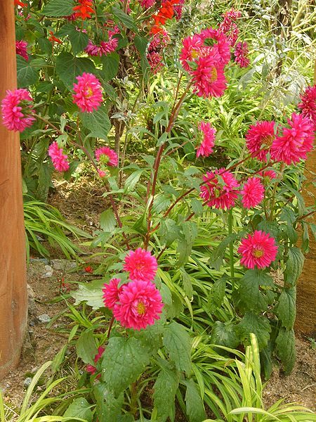 250 RED CHINA ASTER Callistephus Chinensis Flower Seeds *Flat S/H