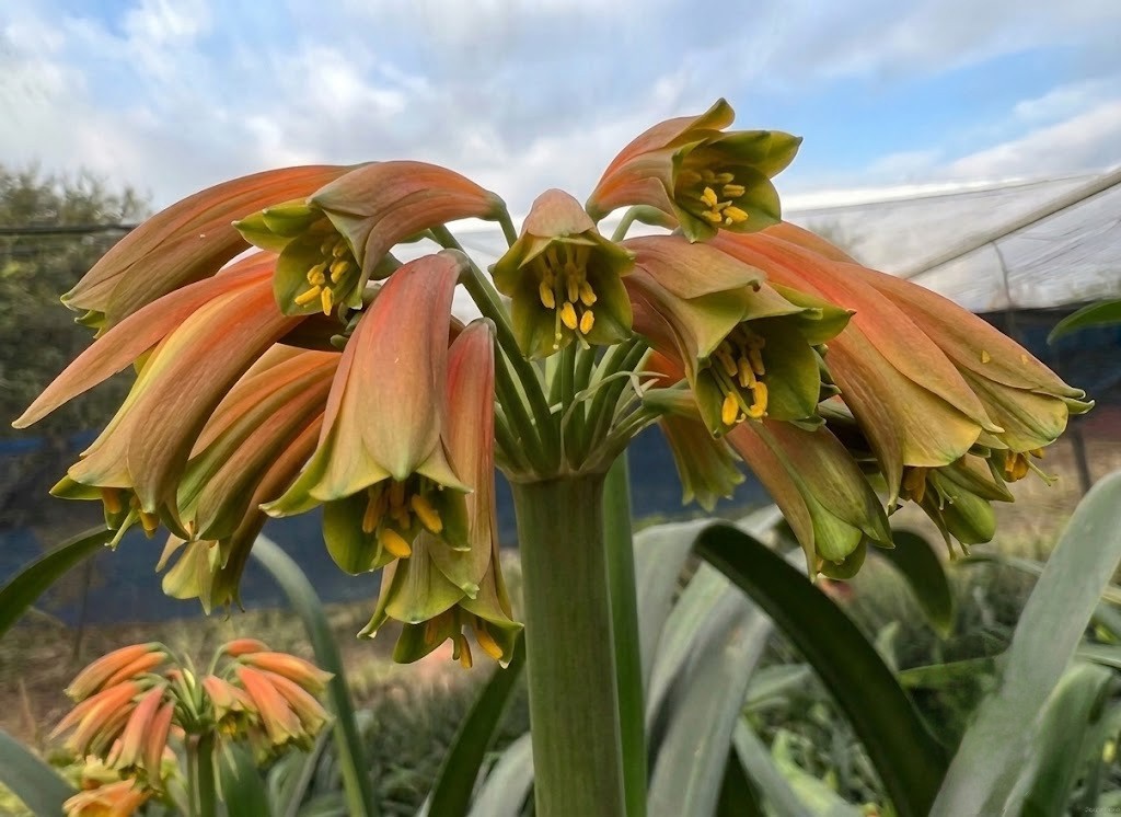 Clivia interspecific Nimbicola x Bengi Bronze one plant