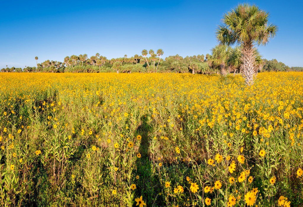 101+SWAMP SUNFLOWER Seeds Perennial Native Wildflower Poor Soils Heat Cold Easy