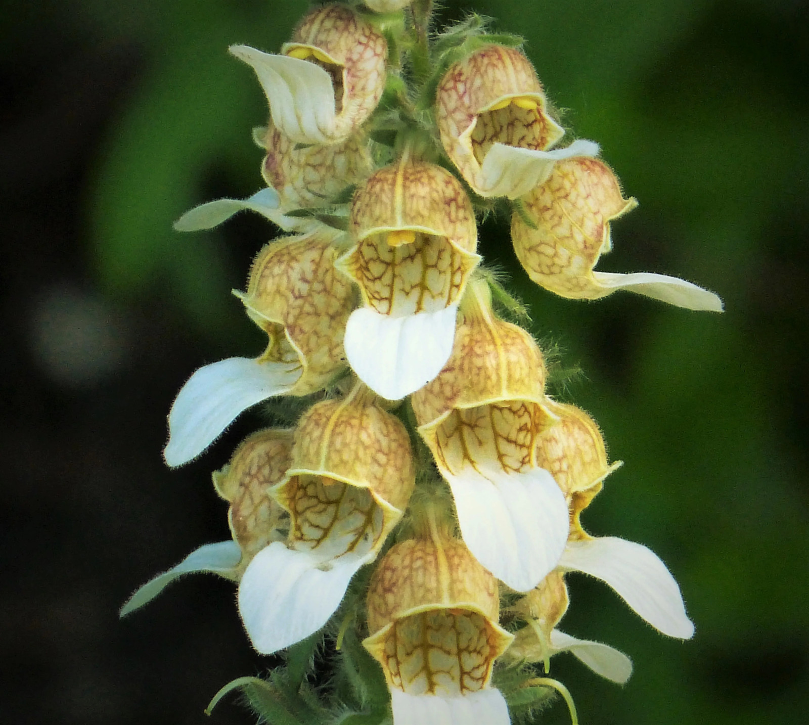 200 GRECIAN FOXGLOVE Wooly Digitalis Lanata Hummingbird White Yellow Flower Seed