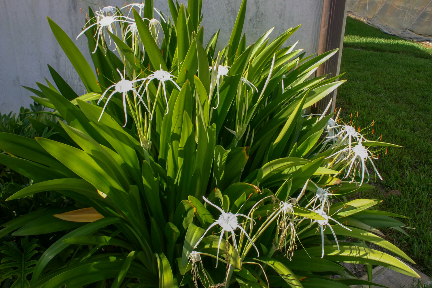 Live Spider Lily Tropical Aquatic Marginal Pond/Bog Plant