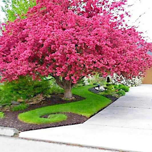 CRAPE MYRTLE TREE SEEDS Crepe (Lagerstroemia Indica) Fast Lilac Flower Plant