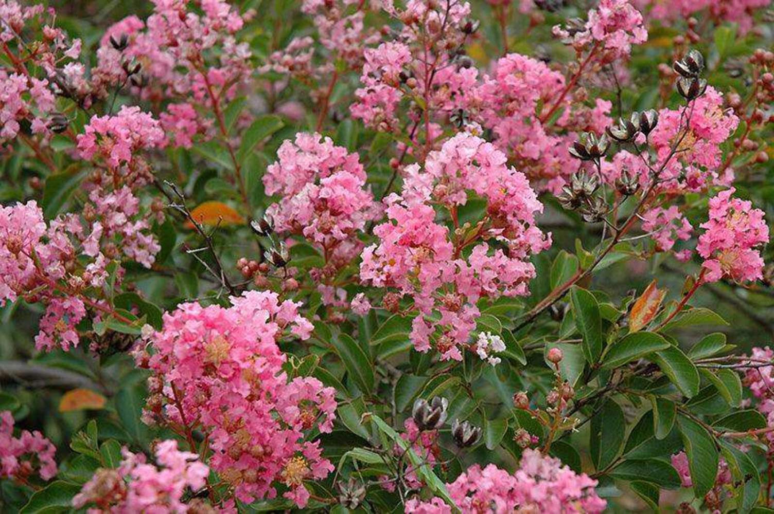 Caddo Crape Myrtle: Graceful, Weeping Elegance for Your Landscape
