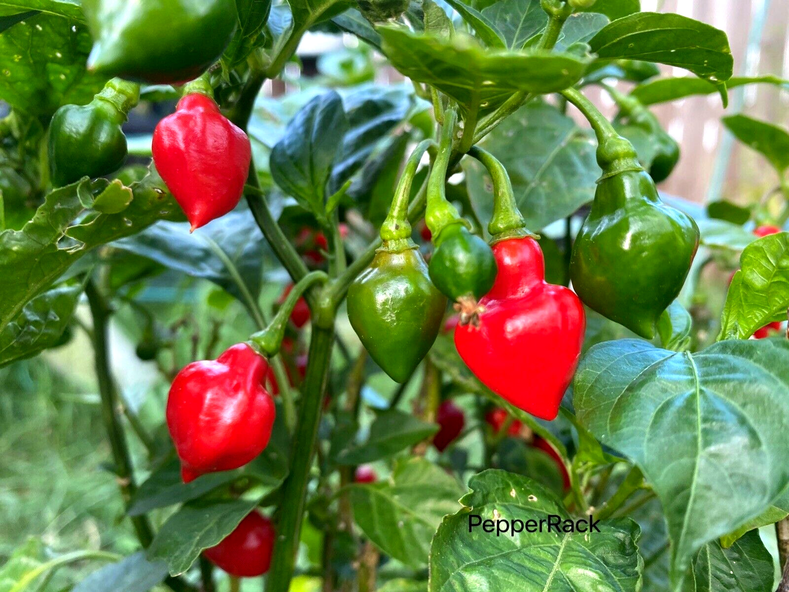 RARE✿ Heirloom Piaozinho Chili Pepper 10 Seeds ●Productive