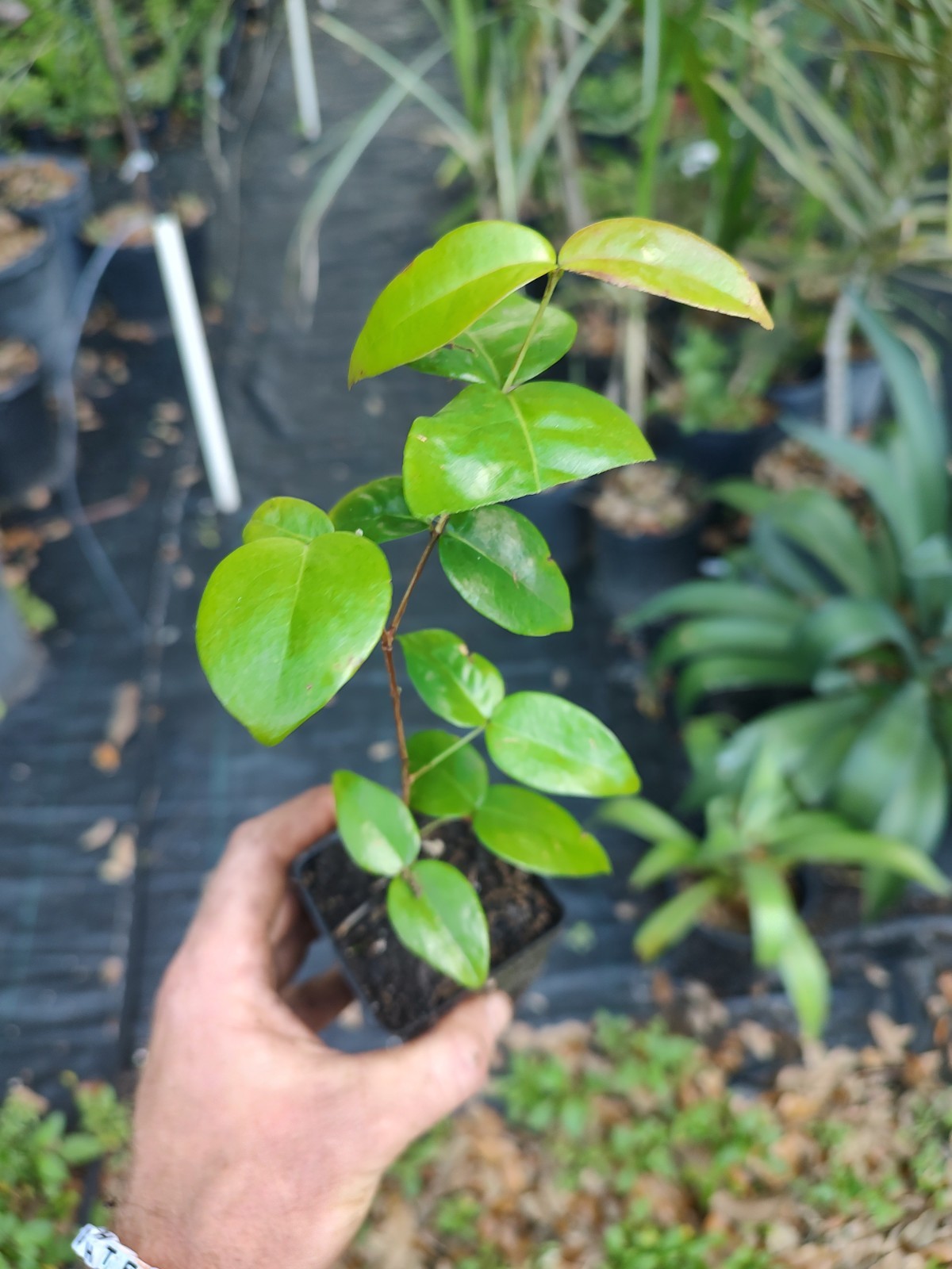 Black Surinam Cherry (4 Inch Seed Cell)