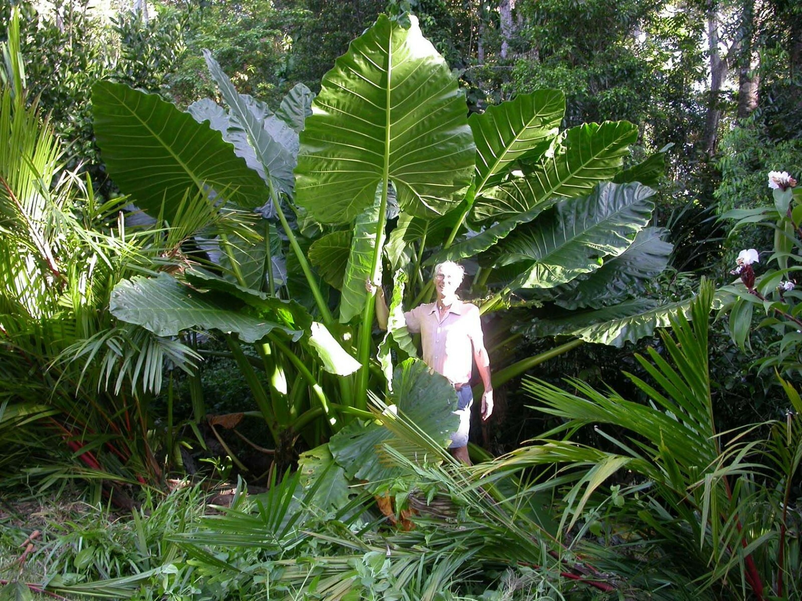 *BORNEO GIANT* Huge ELEPHANT EAR Taro Alocasia Macrorrhiza Rooted Starter Plants