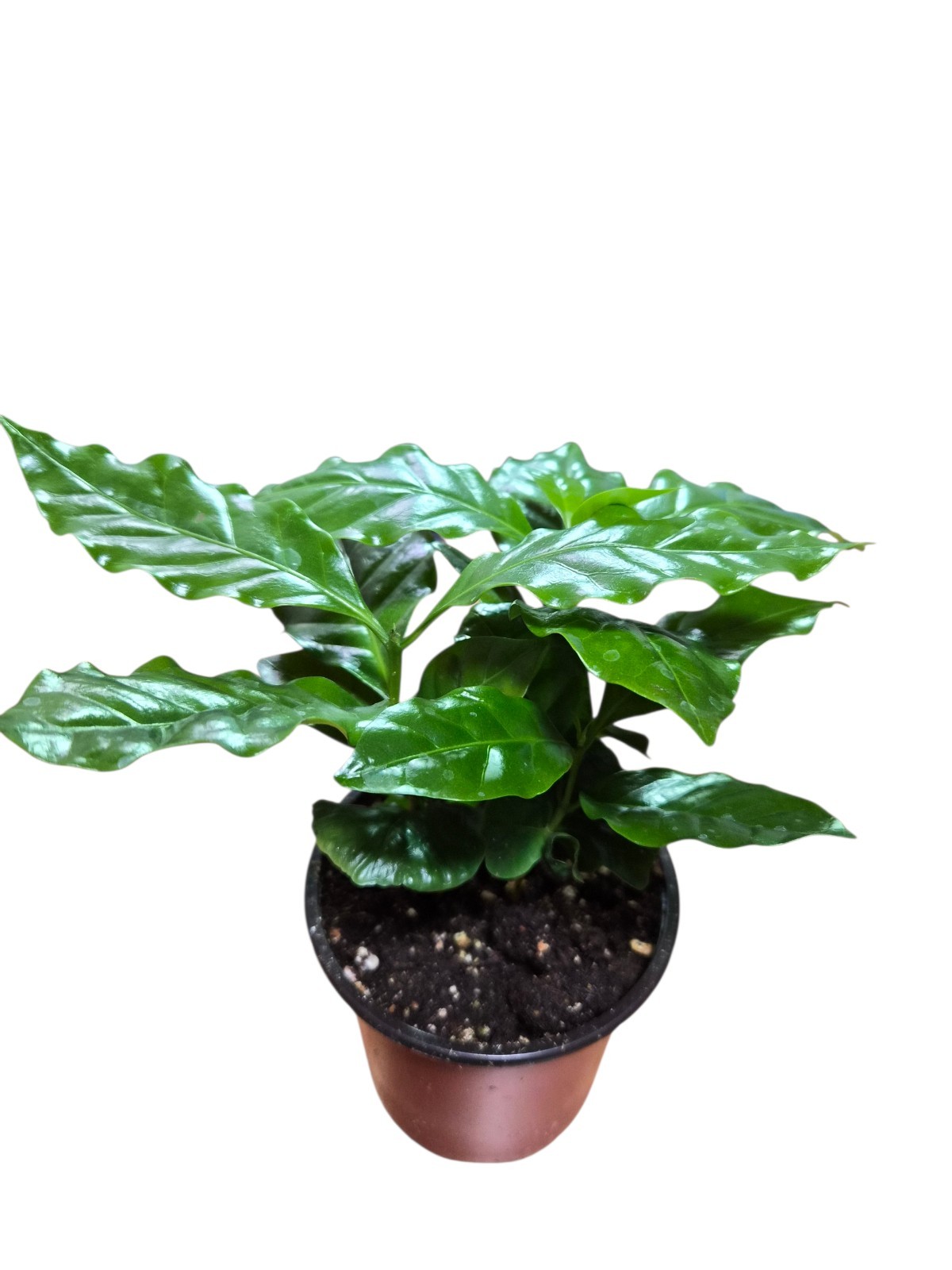 4″ Coffee Plant – Live Plant (Coffea Arabica)