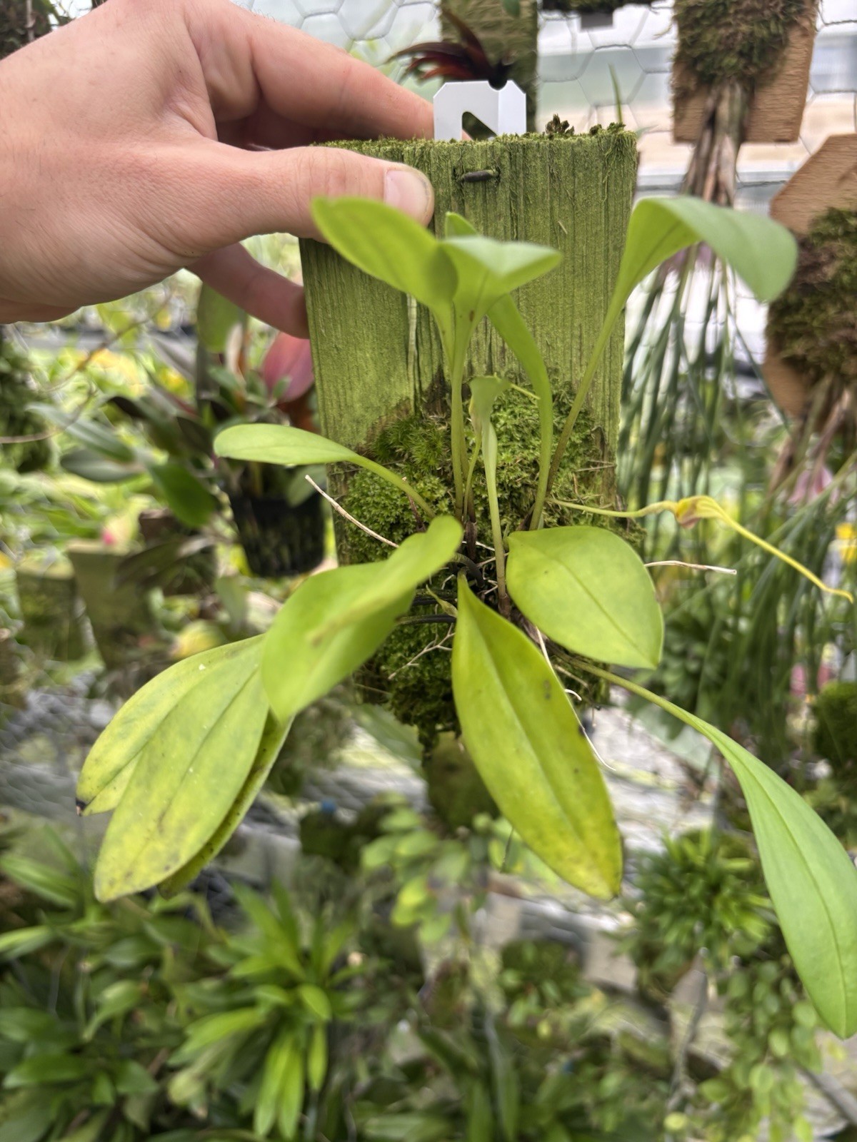 Masdevallia exquisita XL in SPIKE miniature Orchid Species