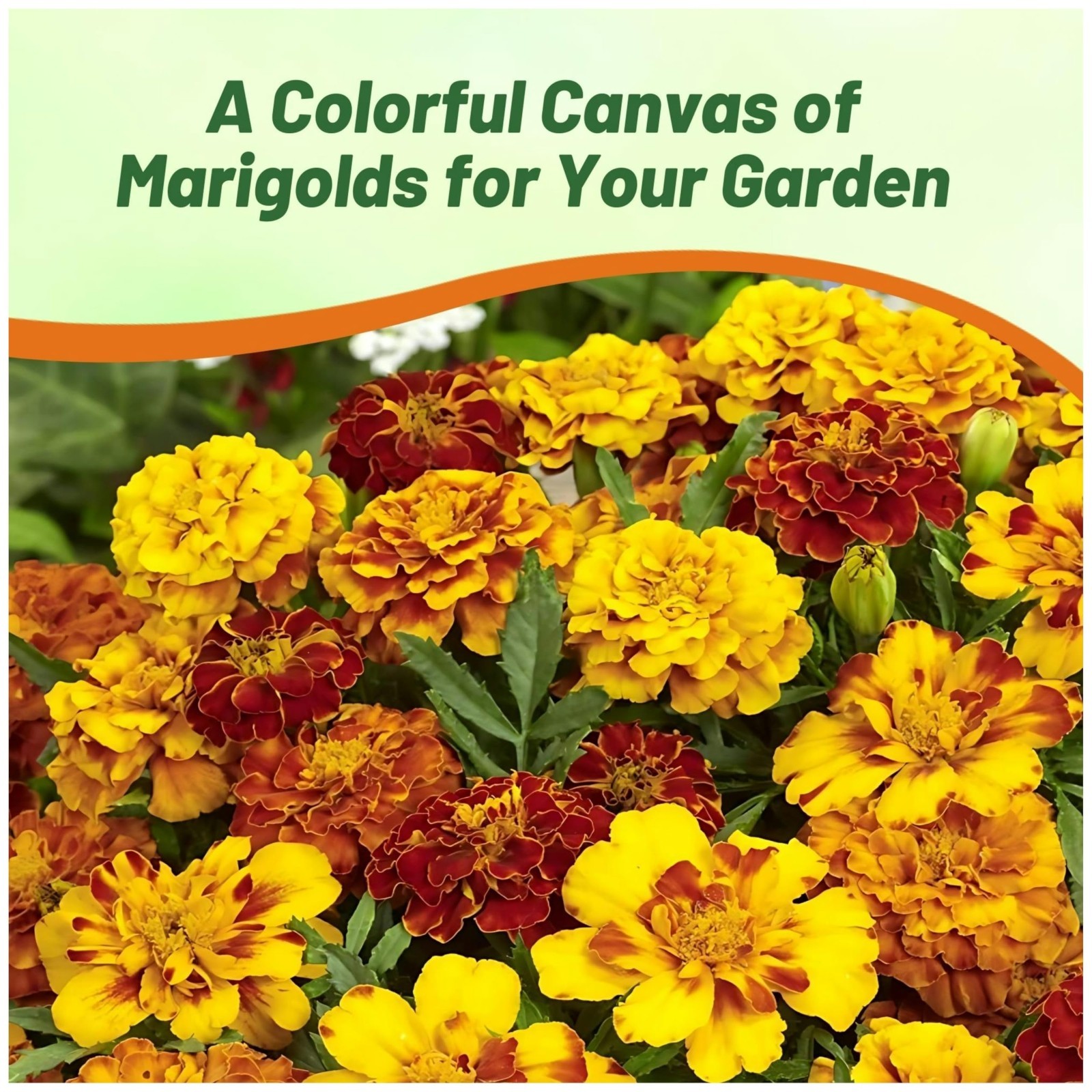 French Marigold Seeds Mix – 1 Lb, Annual Flower Seeds, Heat & Drought Tolerant,