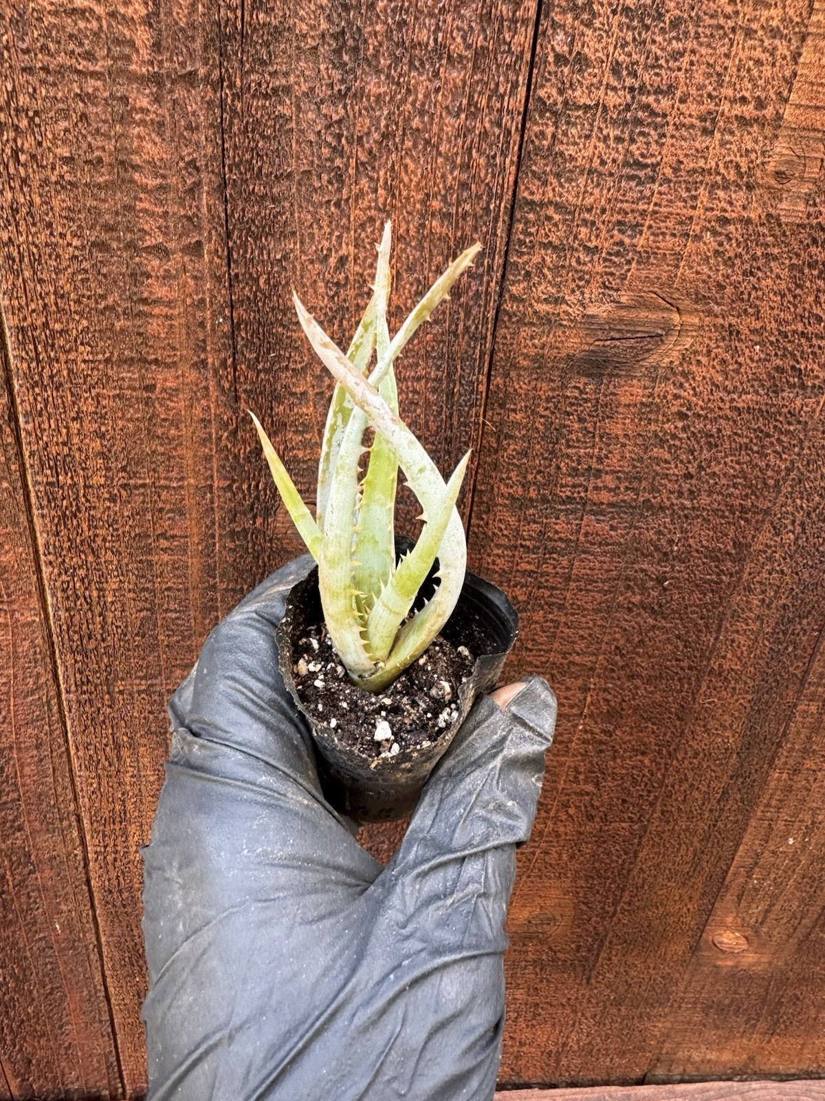 Aloe Vera Succulent Plant Rooted Live Plant-ORGANIC