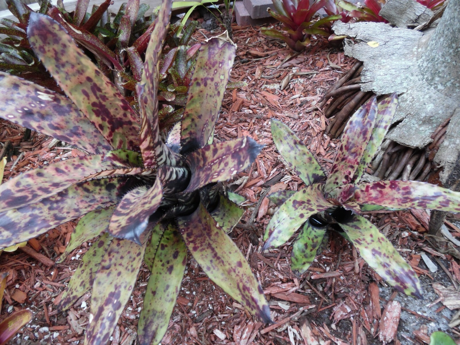 Aechmea ORLANDIANA DARK FORM Bromeliad one tropical plant *MEDIUM*