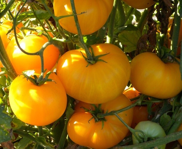 45 ORGANIC Non-GMO Brandywine Yellow Tomato Seeds- Seeds Of Tomorrow