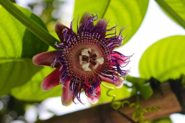 Mixed Passion Flower Seeds – 50+ Passiflora Seeds, Stunning Colors & Exotic Bloo