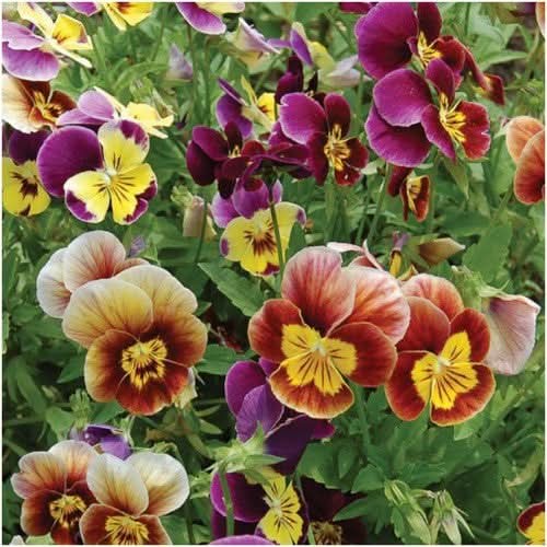 Bambini Viola Seeds For Planting (Viola cornuta)