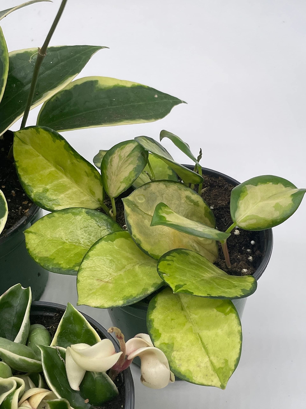 Variegated Hoya Assortment Set, Hindu Rope, Wayetii, Australis, Macrophylla, Kri