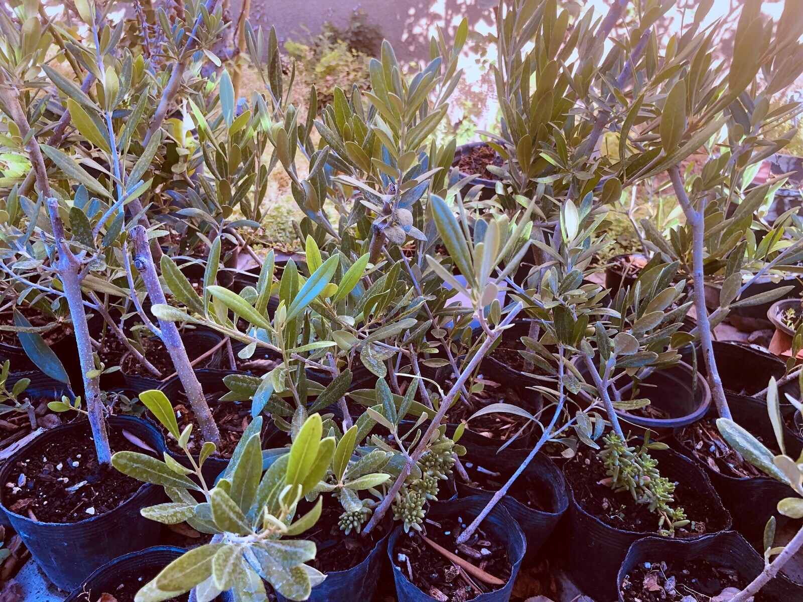 Olive Tree Live Plants Olea Europaea – 8 to 15in fully rooted cuttings
