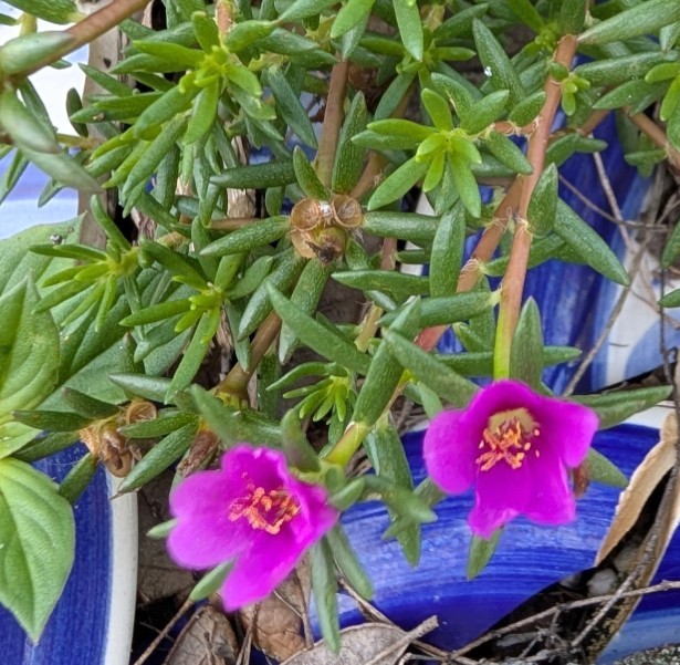 3 Rooted Moss Rose Plants Portulaca pilosa Magenta Kiss Me Quick Florida Native