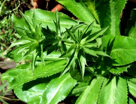 Eryngium Foetidum Plant Aromatic Herb for Latin Cuisine Organic Puerto Rico