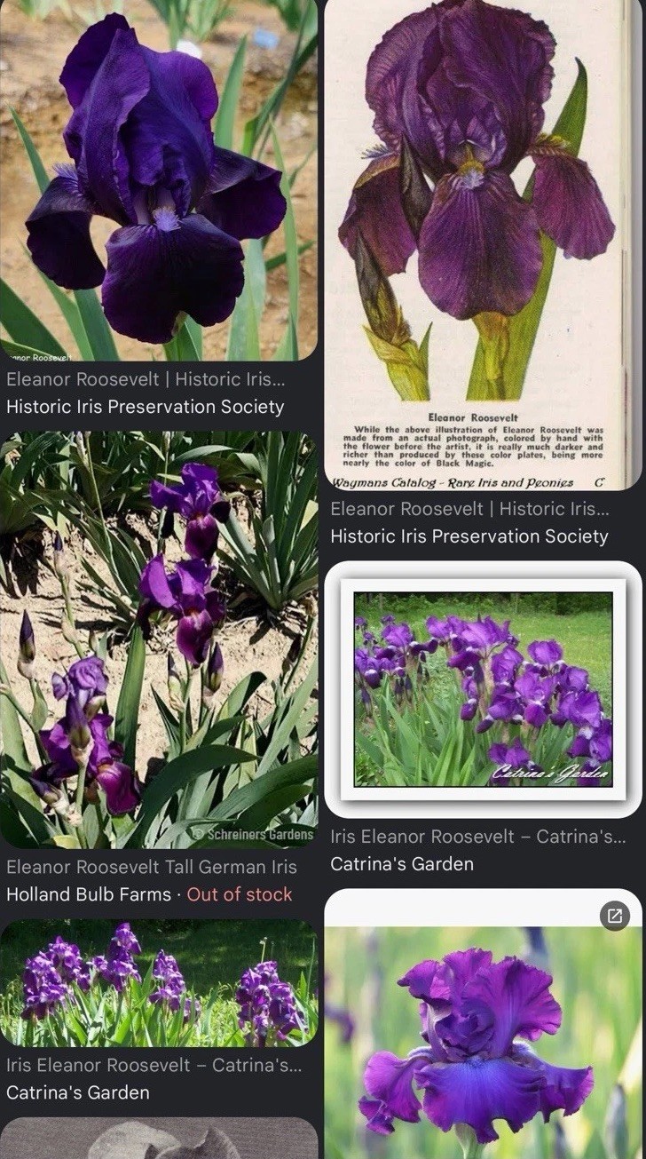 Eleanor Roosevelt Intermediate Bearded Iris-Can Combine Shipping