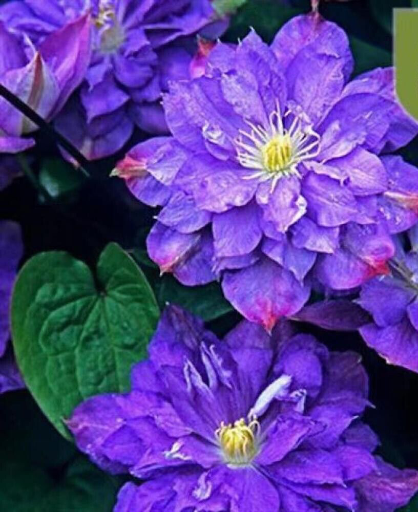 20 SEEDS Violet Purple CLEMATIS rare flower exotic vine 23 bush plant USA Seller