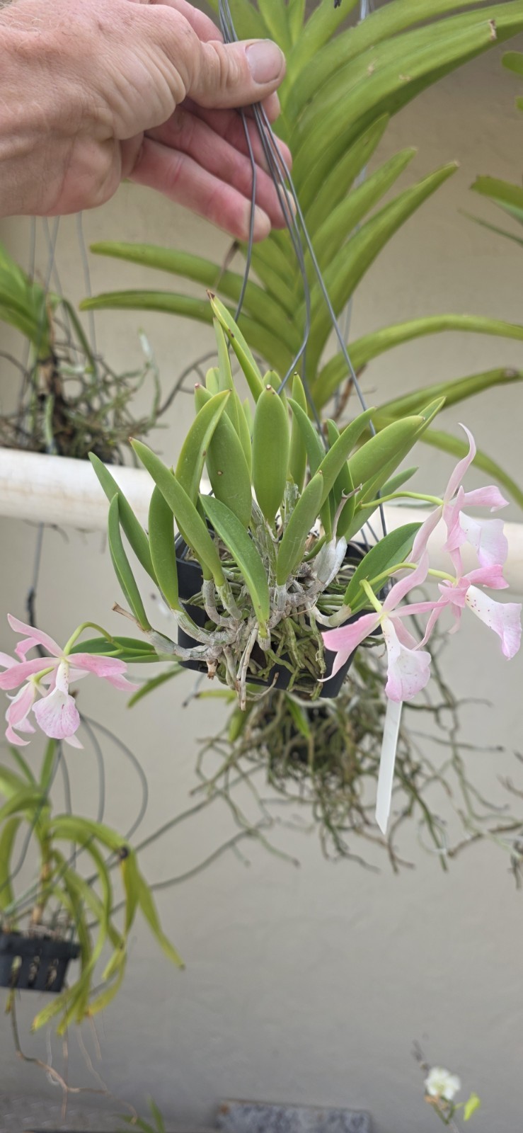 Bc. Donald Prince(C.brevipedunculata x B.nododsa) in Flower