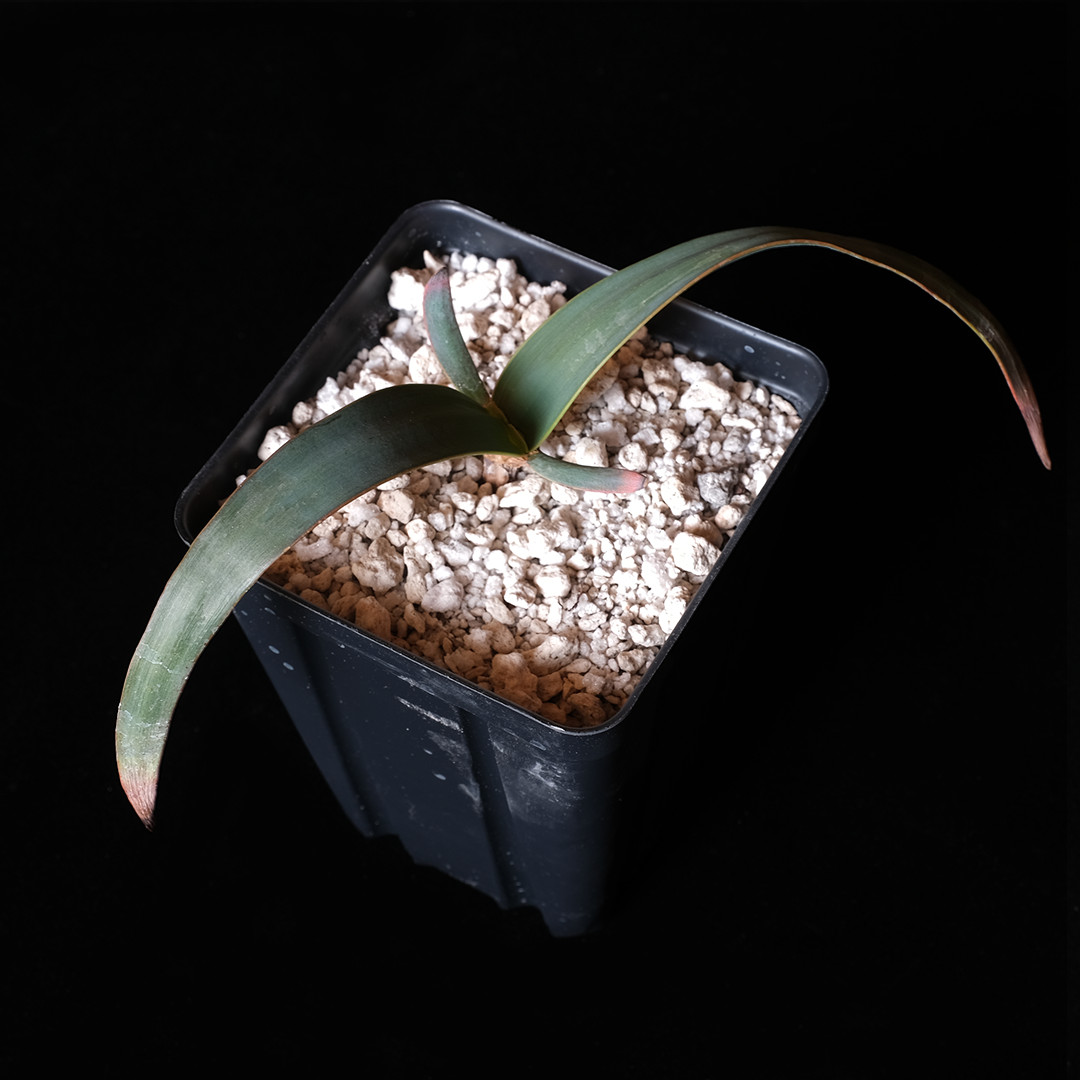 Welwitschia mirabilis – 2 3/4″ band pot – Caudiciform