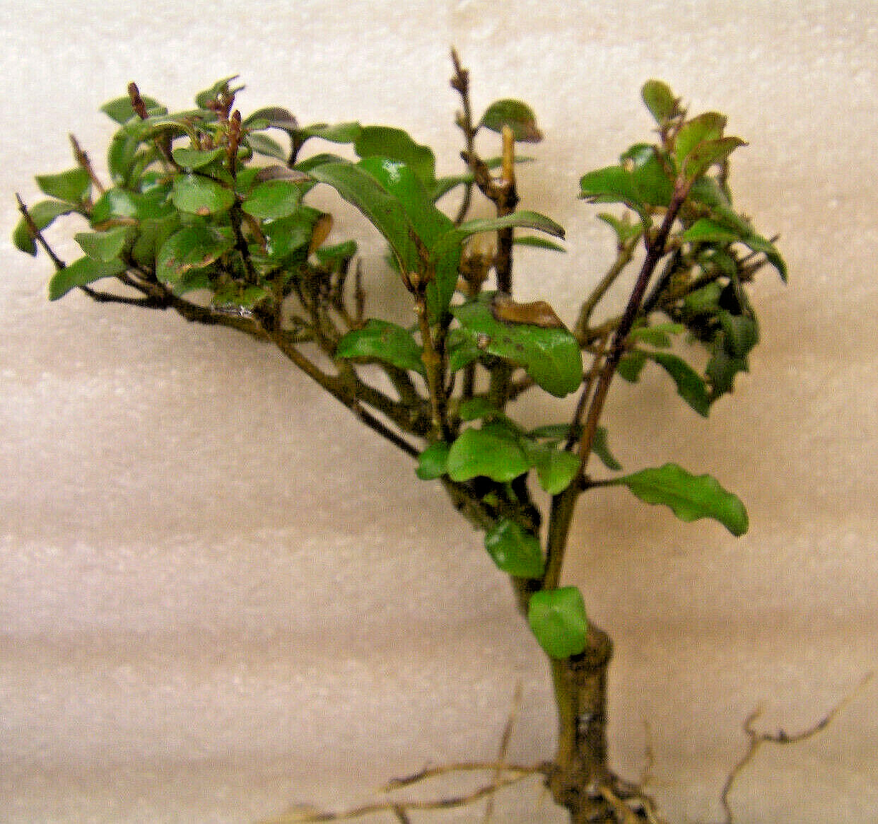 Mystery evergreen tree, unknown very hardy, pre-bonsai pre bonsai plant