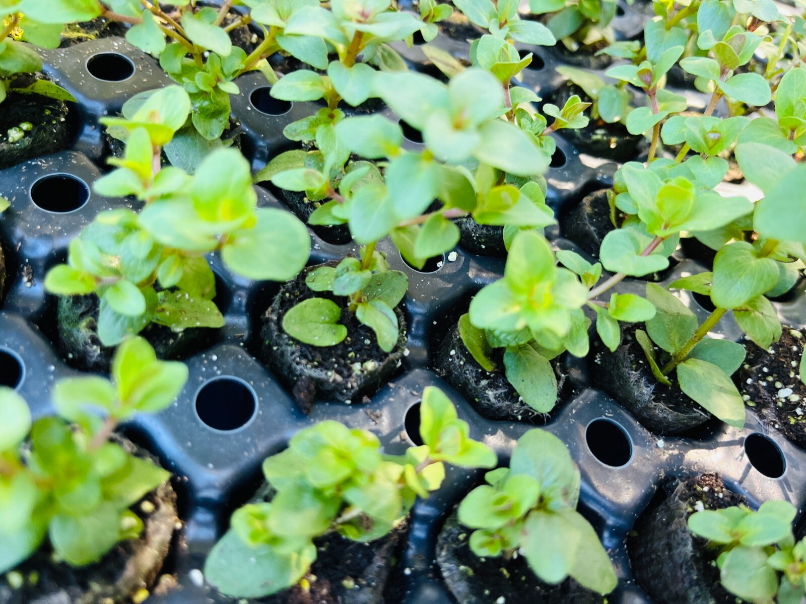 Origanum Kent Beauty, Ornamental Cascade Oregano Herb Plant, Well-rooted Plug