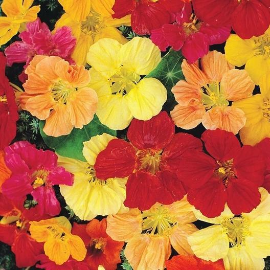 Nasturtium DOUBLE GLEAM Heirloom Pollinator Attractor EDIBLE Non-GMO 20 Seeds
