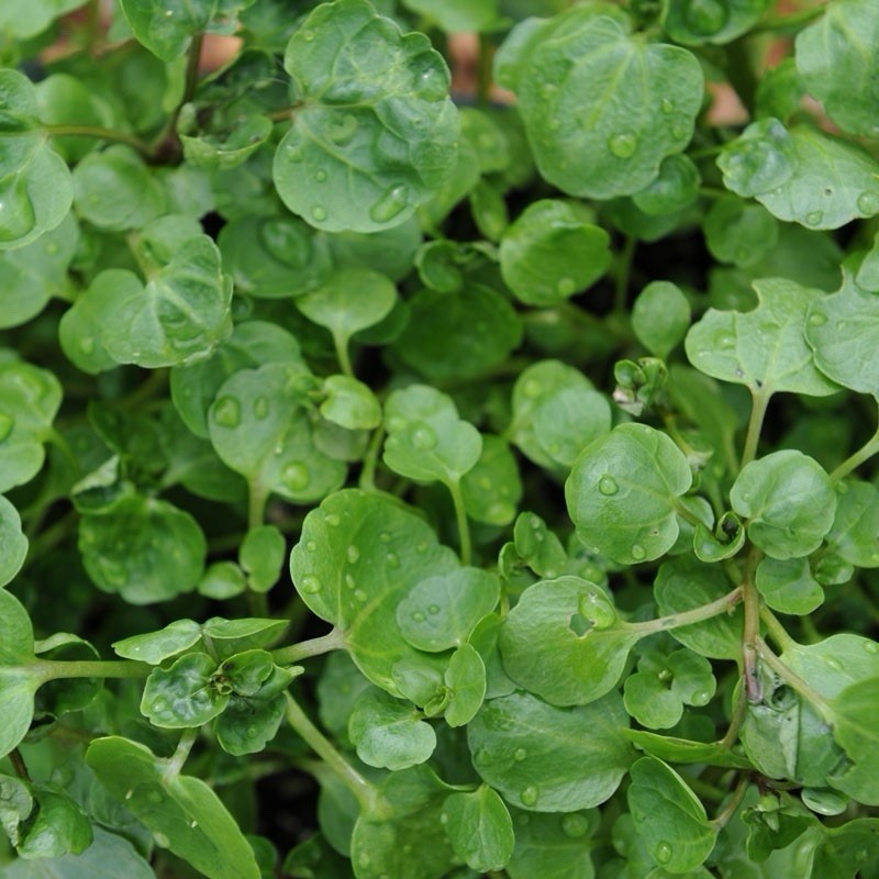 Live watercress plant – marginal/bog/pond/aquarium/edible