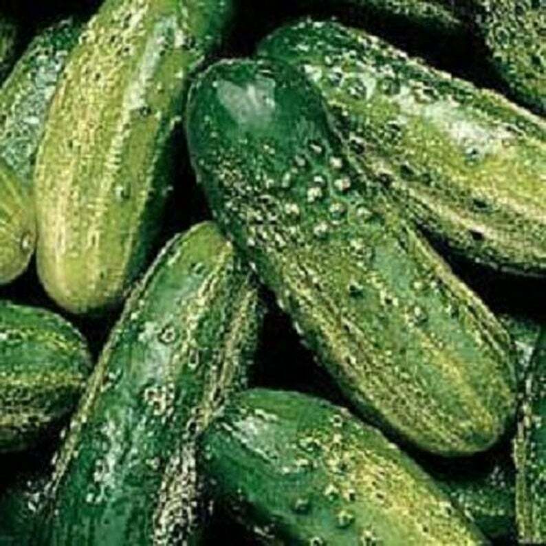 50 Wisconsin SMR58 Pickling Cucumber Seeds | Organic Vegetable Cuke Bush Seeds