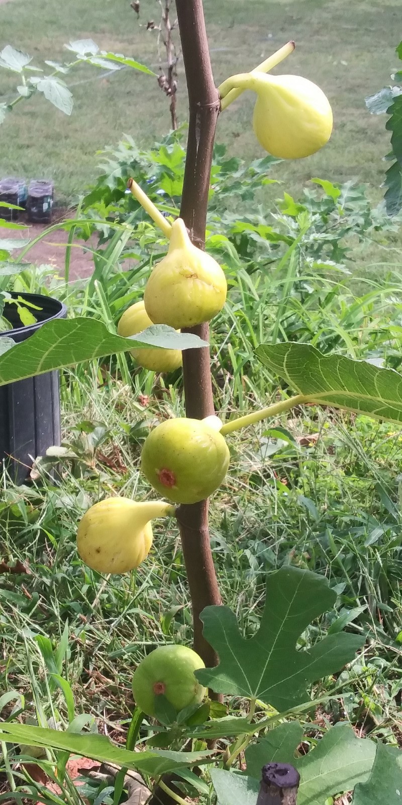 WHITE MADEIRA FIG Cuttings -Unrooted Bundle of 3