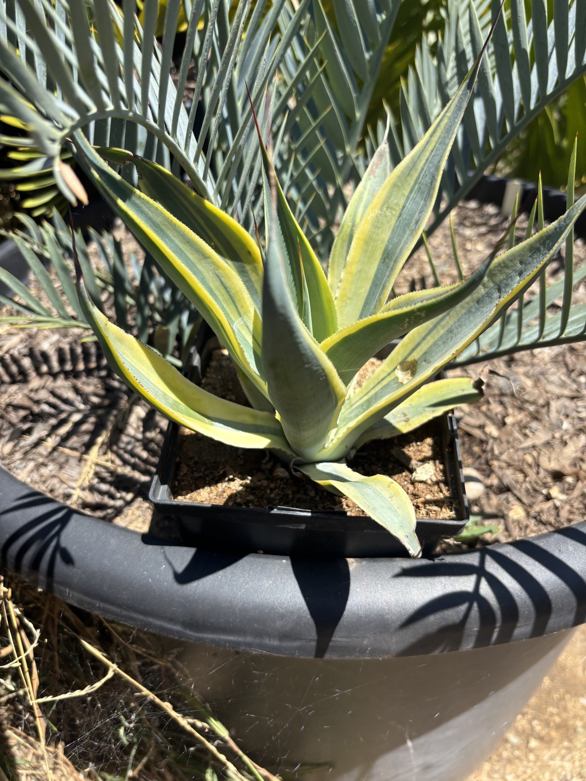 Agave blue flame Variegated