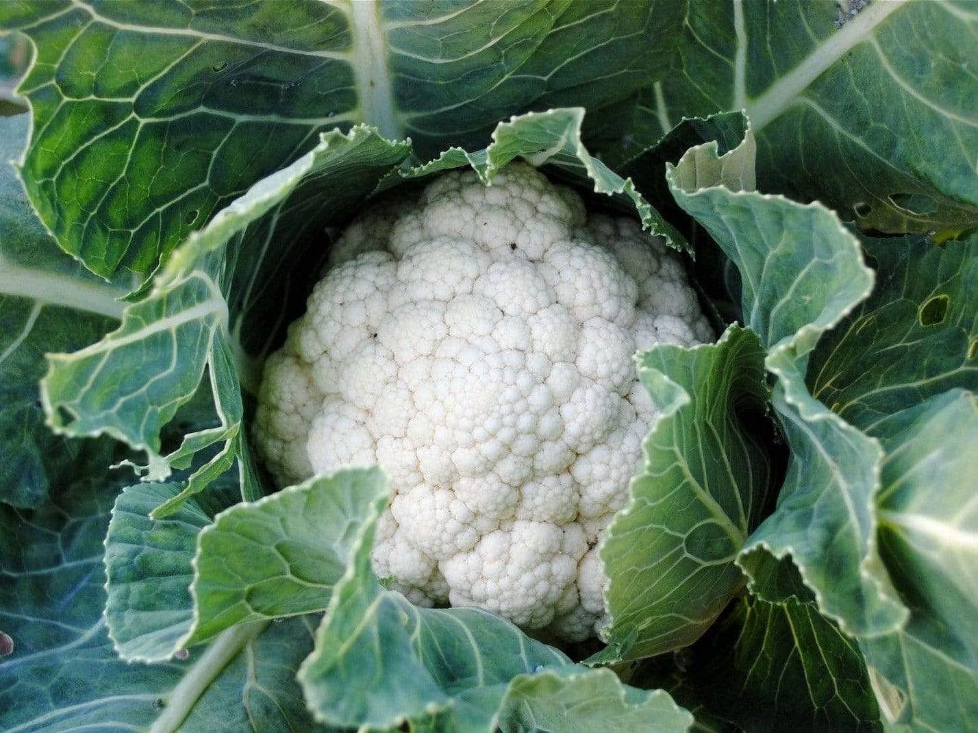 Snowball Improved Cauliflower: 60 Seeds