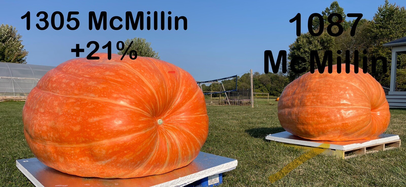 Atlantic Giant Pumpkin Seeds 1087 McMillin’24 (2245 Andrusz X 1109 McMillin)$25