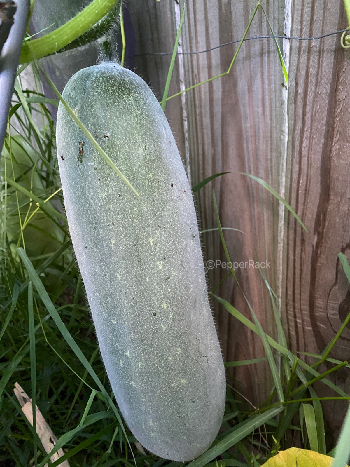 RARE✿ Heirloom Miniature Wax Melon/Mo Gwa/ Jie Gua 10 Seeds