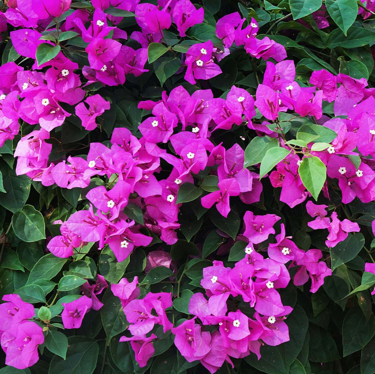 Set 2 New River Bougainvillea Starter Plants – 4-10″ Tall – Hardy Bougainvillea