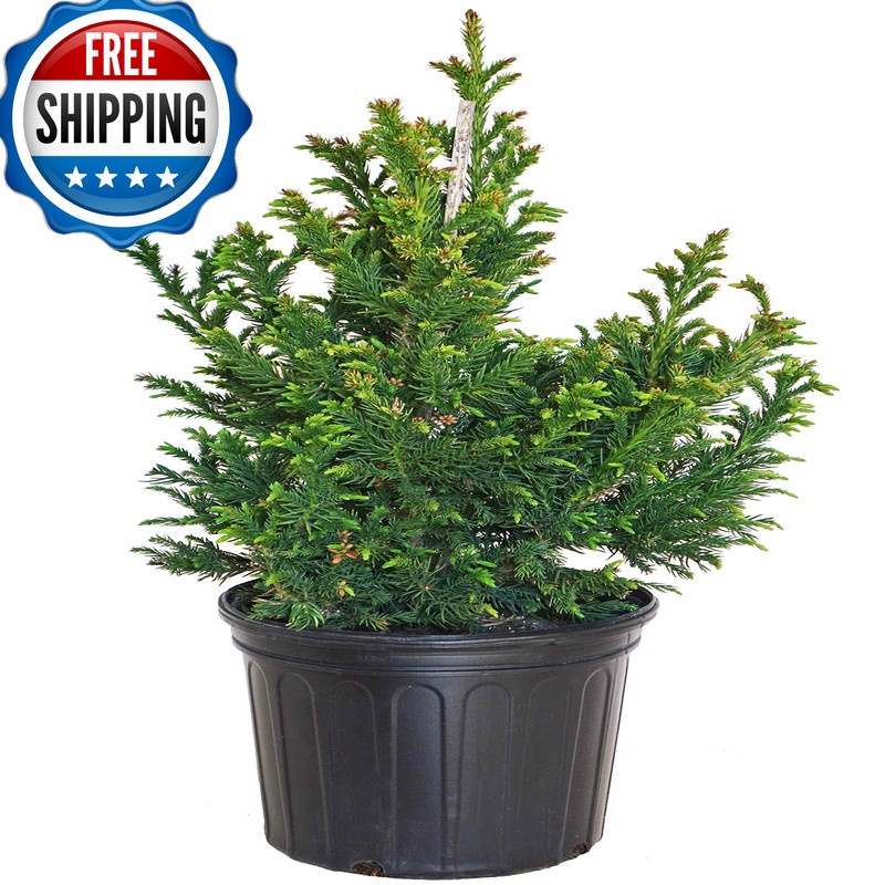 Green Promise Farms Cryptomeria Japonica Black Dragon Black Dragon Japanese