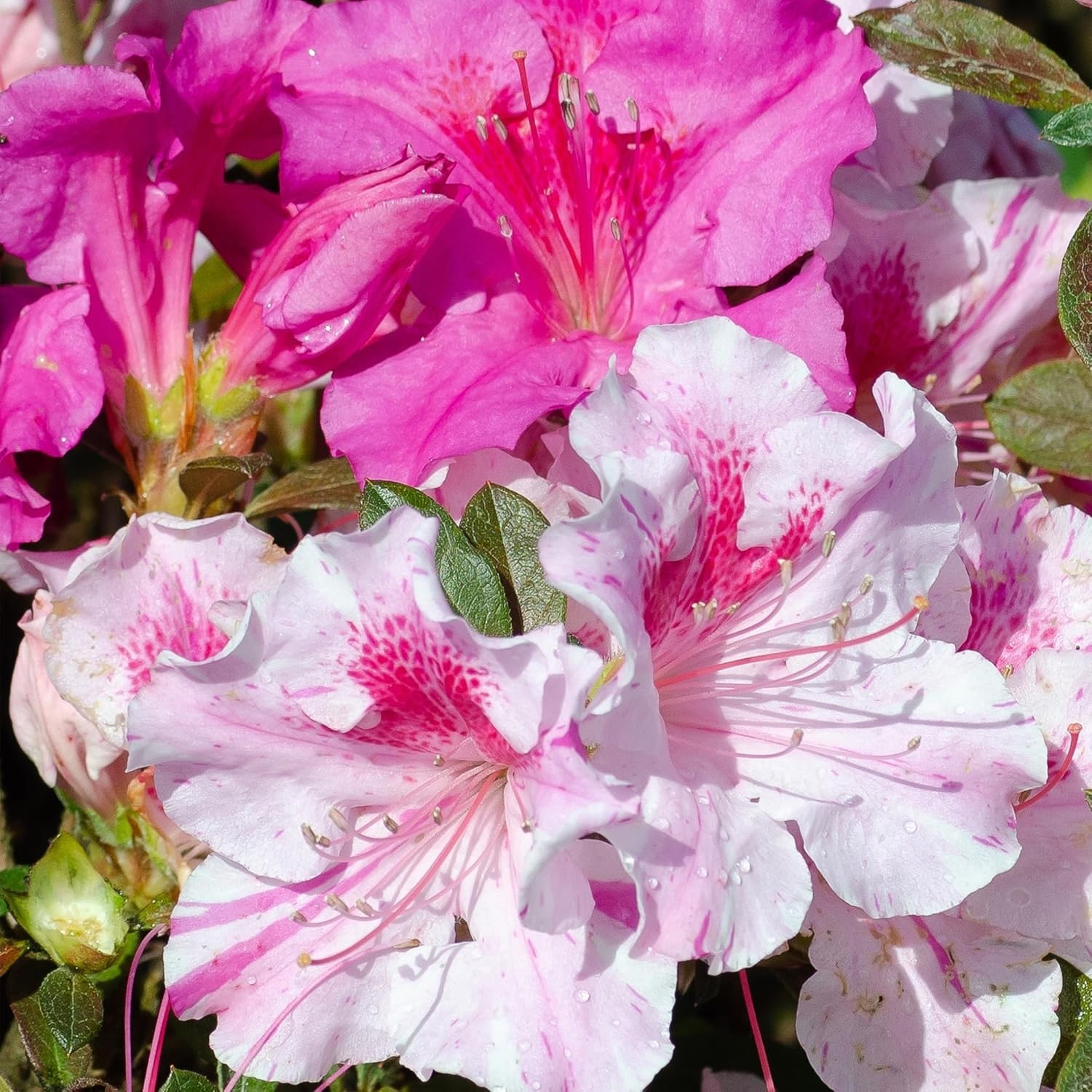 5 Gallon Azalea Plant: -Round Interest, Spring-Fall Blooms