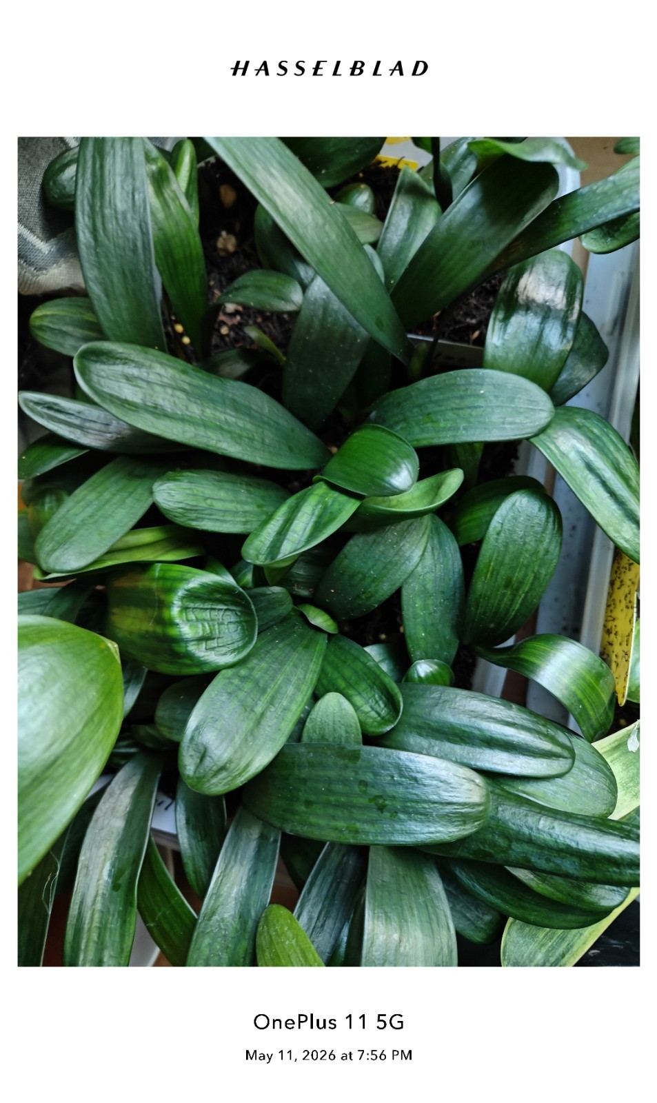 4 Wide Leave Daruma Clivia Seedlings (2 Leaves)