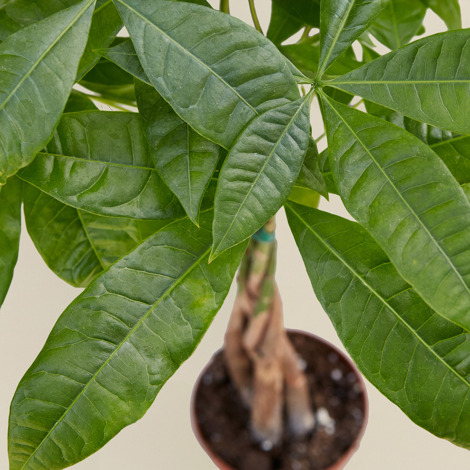 Braided Money Tree Pachira aquatica • Guiana Chestnut • 6″ Pot Good Luck Plant