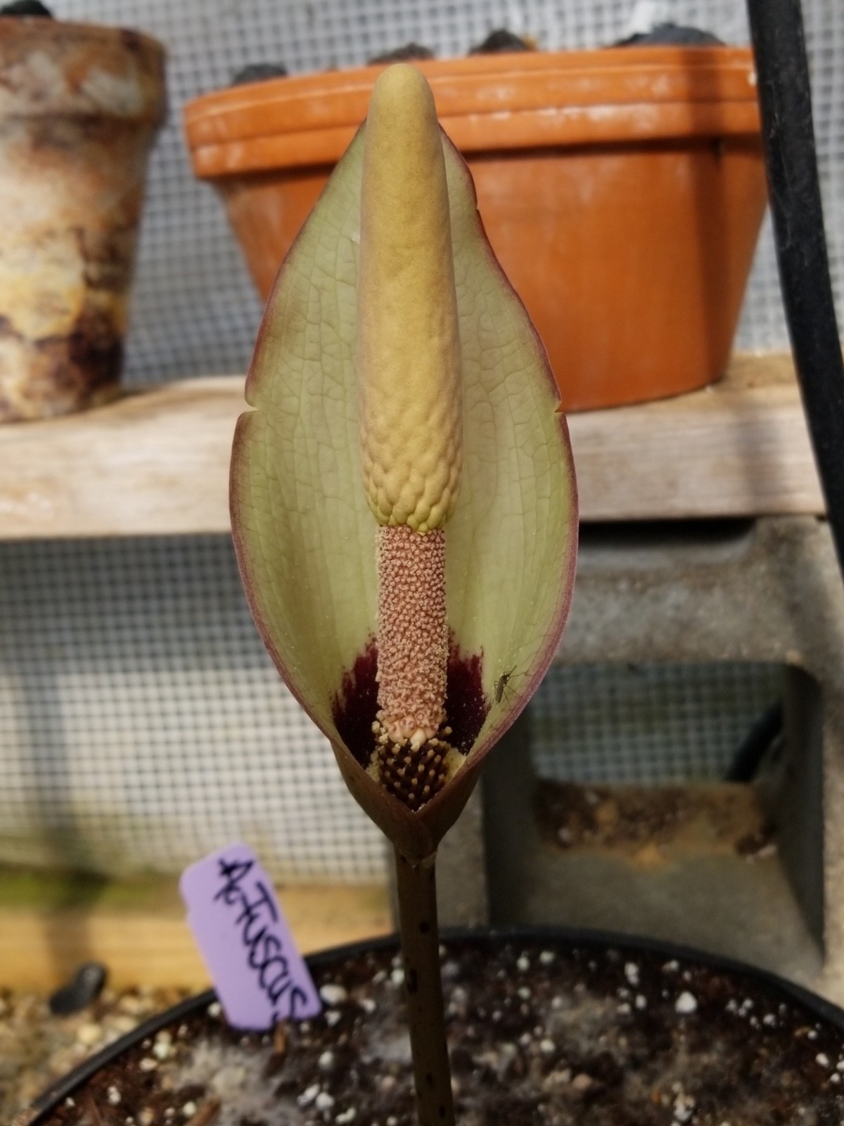 Amorphophallus fuscus 5 Stolons Rare Plant Bulb Aroid Exotic Plant