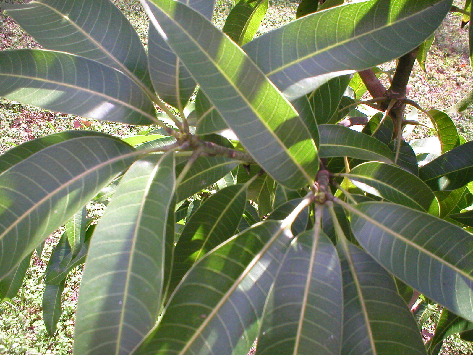 2 Mango Cuttings Scions for Grafting – Create Grafted Trees (READ DESCRIPTION)