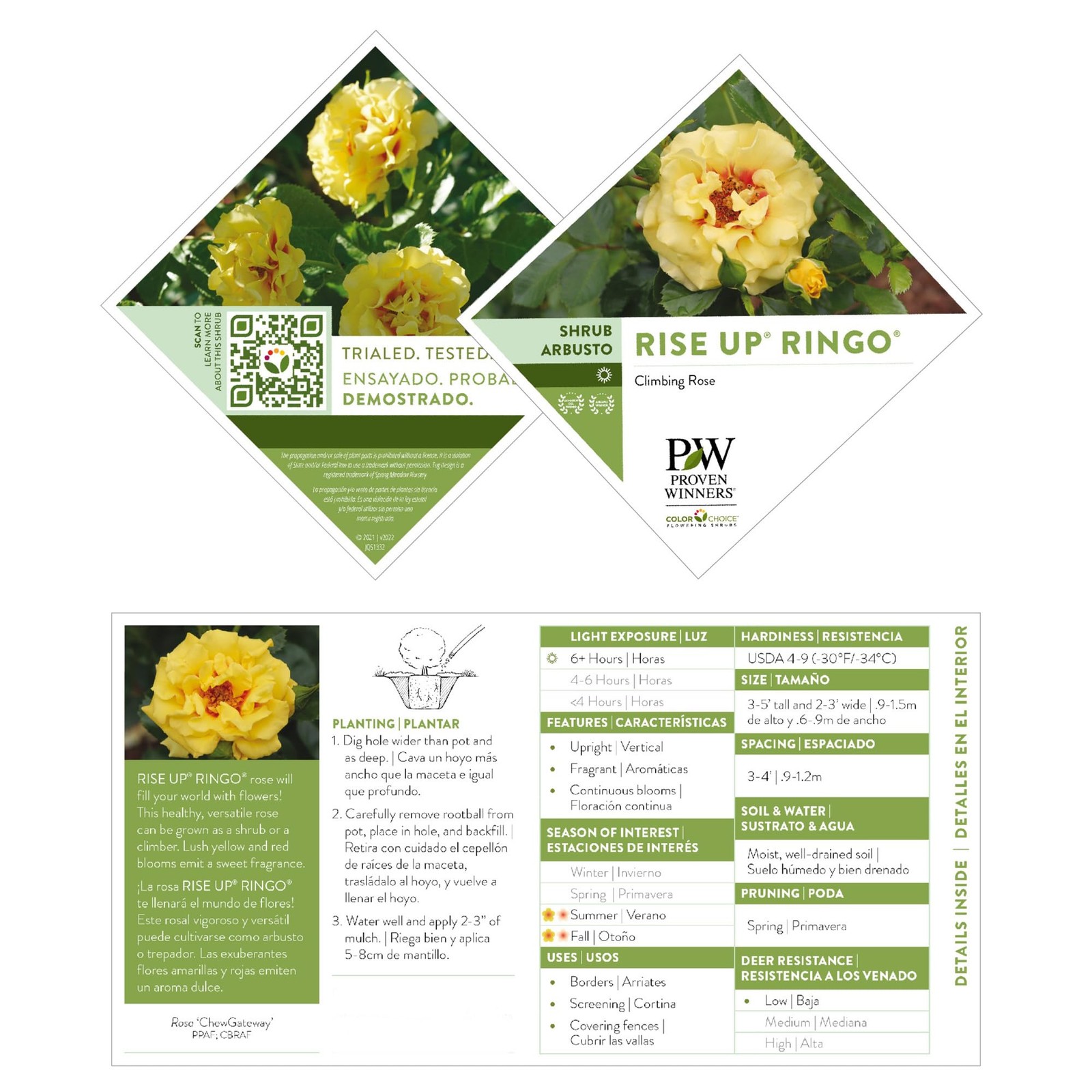 Proven Winners 2 Gal. Rise Up Ringo Climbing Rose Shrub