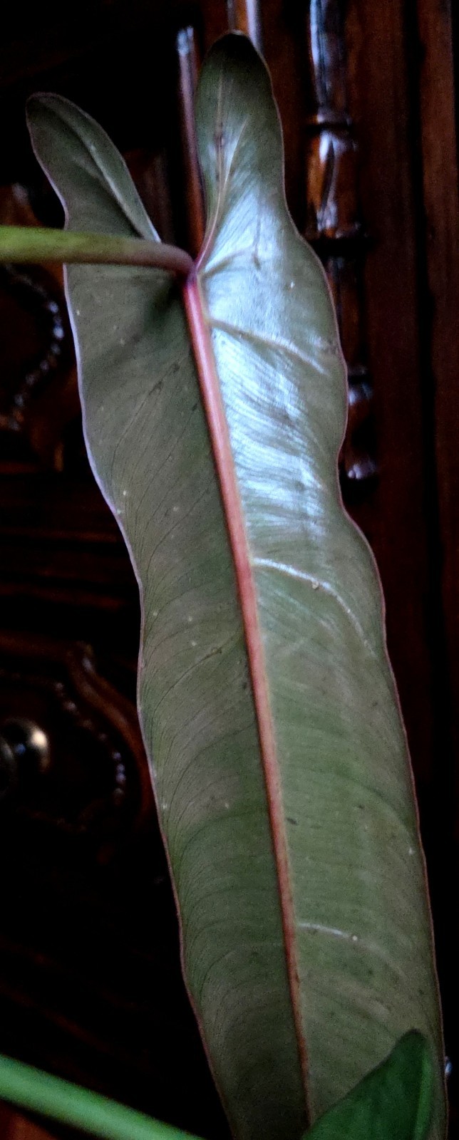 Rare Philodendron Spiritu Sancti 20″ Tall Aroid Not Monstera Anthurium Syngonium