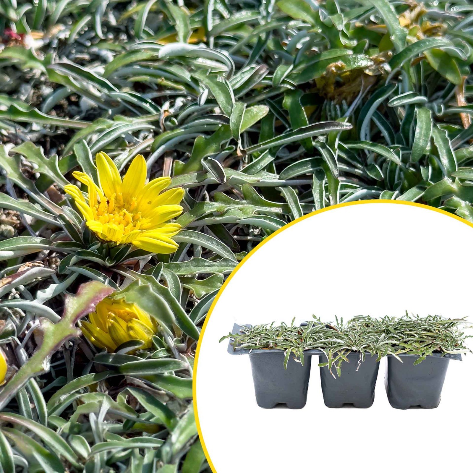 3 Silver Carpet, Live Plants in 2.5″ Cubes (Dymondia margaretae) Groundcover