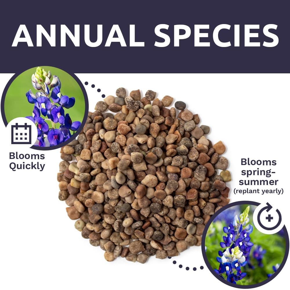 Texas Bluebonnet Wildflower Seeds – Bulk 1/4 Pound Bag – Over Pound, Blue